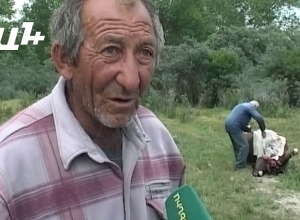 Կովերը անկել են Սեւանա լճից ջուր խմելուց հետո.անասնապահներն են հավաստիացնում