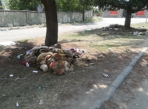 Остатки забитых овец под деревьями