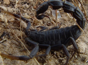 Что делать в случае укуса черного скорпиона?