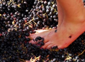 Խաղողի վնասատու ֆիլոքսերիայի դեմ պայքարելու համար հատուկ տնկանյութ կարտադրվի