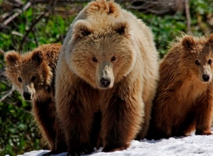 Driver trying to hit bear and puppies Vayots Dzor province