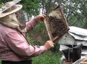 Դսեղի մեղրի համբավը հասել է մայրաքաղաք