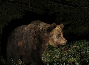 В Шатине медведь повредил урожай и лозы виноградника