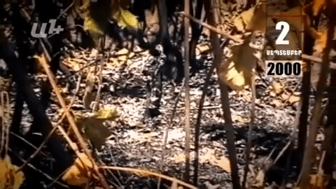 Календарь: 2-е сентября: в парке «Победы» загадочным образом вспыхивают пожары