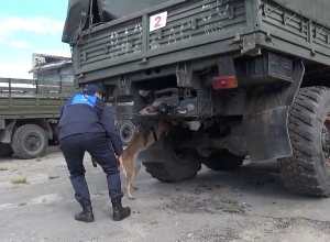 Պեկ աշխատակիցը եւ շնիկ Կիռան զբաղեցրին պատվավոր երկրորդ տեղը