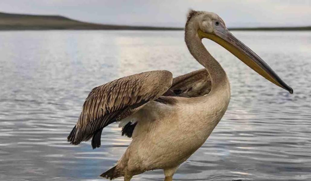 70982824_2402453570005905_2698548563624853504_n