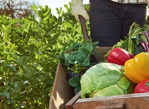 В Армении стартует процесс сельскохозяйственного страхования