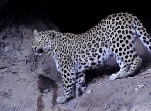 Թաքնված տեսախցիկները կրկին կովկասյան հովազի են ֆիքսել