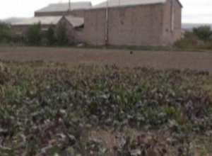 Բերքի քանակը քիչ է, որակն ու արժեքը՝ բարձր