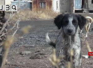 Շները Գյումրու կենտրոնում իրենց ազատ ու անկաշկանդ են զգում
