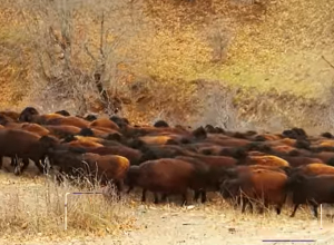 Արցախում ոչխարաբուծության զարգացման ծրագիր է մեկնարկել