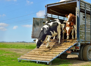 Дорога транзита животных через Иран открыта