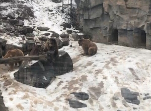 В зоопарке объявлен карантин