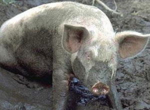 В образцах свиных кормов обнаружены бактерии кишечной группы и плесени