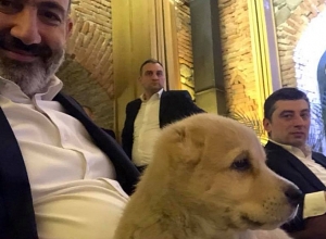 Пашинян получил в подарок от премер-министра Грузии чистокровную кавказскую овчарку