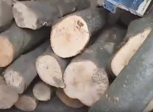 Полицейские Гугарка обнаружили случай незаконного сруба деревьев