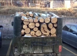 Полицейские Тавуша раскрыли случай незаконной вырубки деревьев