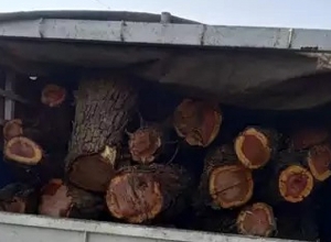 Լոռու մարզի տարածքում հայտնաբերվել է առերևույթ ապօրինի ձեռք բերված փայտանյութով բեռնված 19 մեքենա