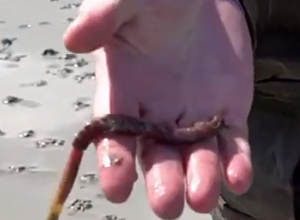 Кровь червяка против коронавируса