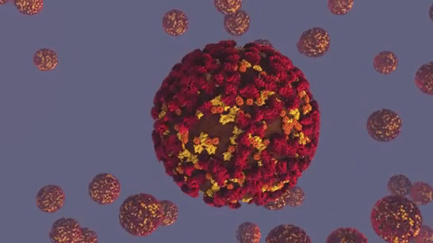 Число зараженных коронавирусом в Армении увеличилось на 11, достигнув 977: Пашинян