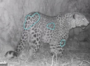 Հետաքրքիր փաստ Ենոքավանի ընձառյուծի անցած ճանապարհի մասին