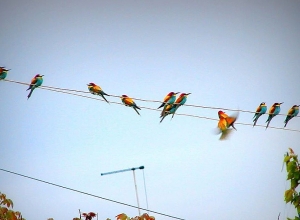 Որսորդները ոչնչացնում են մեր երկրում հանգրվանող մեղվակերներին․ բնապահպանն ահազանգում է