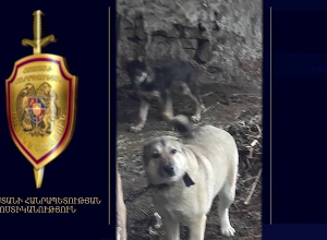 Շունը հոշոտել էր 78 ամյա կնոջը․ փեսան ձերբակալվել է․ ոստիկանության բացահայտումը