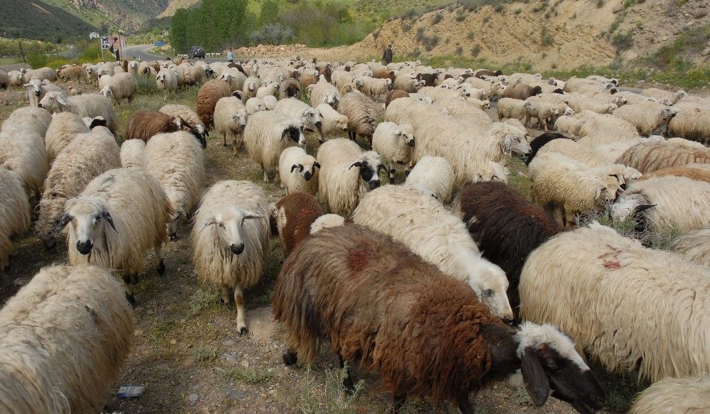 Herd_of_Sheep_(ոչխարների_հոտ)
