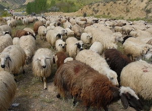 Արավուսից գողացված 270 գլուխ ոչխարն ադրբեջանցիները վերադարձրել են․ Panorama.am