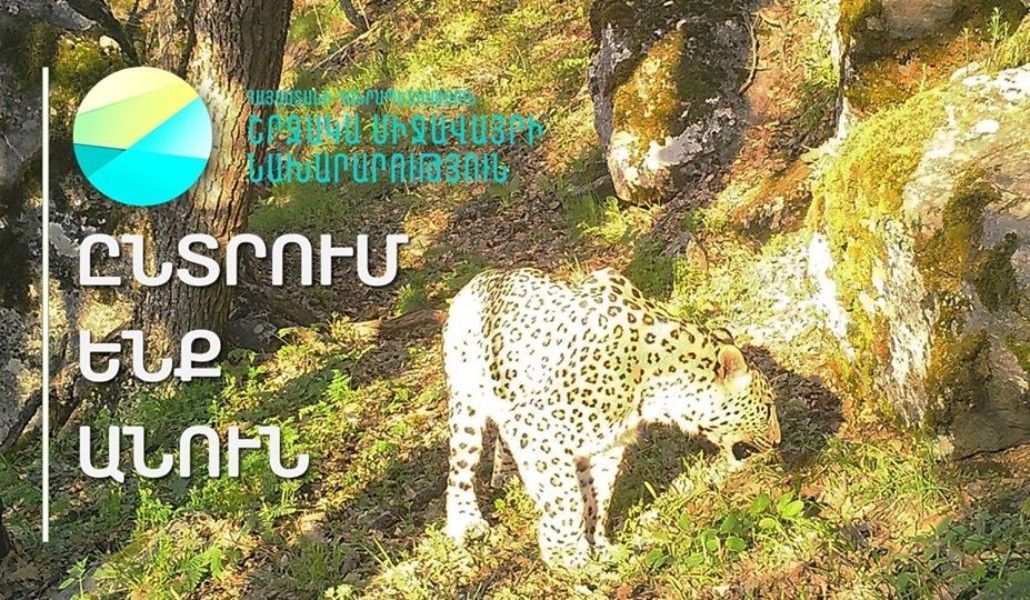 թավշառյուծ