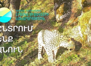 Ընտրում ենք անուն՝ ընձառյուծի համար