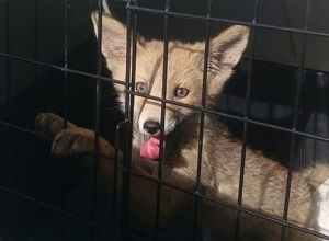 В саду обнаружили 2-месячного лисенка