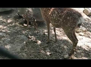 Այսօր կենդանաբանական այգում ծնվել է պտավոր եղջերուի այս տարվա առաջին ձագուկը՝ Բեմբին