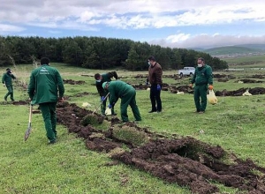 «Արփի լիճ» ազգային պարկի անտառածածկ տարածքն ընդլայնվում է․ Արմենպրես