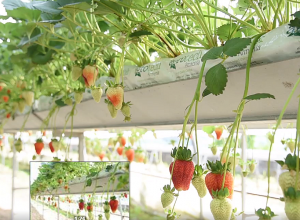 Клубника, выращиваемая в Иджеване, вывозится на экспорт