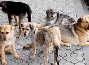 Գյումրիում թափառող  6-7 շներ հարձակվել են 2,5 տարեկան երեխայի վրա․ Aravot.am