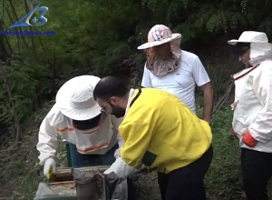 Курс пчеловодства для женщин