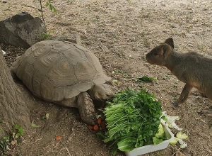 Կենդանաբանական այգու նապաստակի ու կրիայի ընկերության մասին