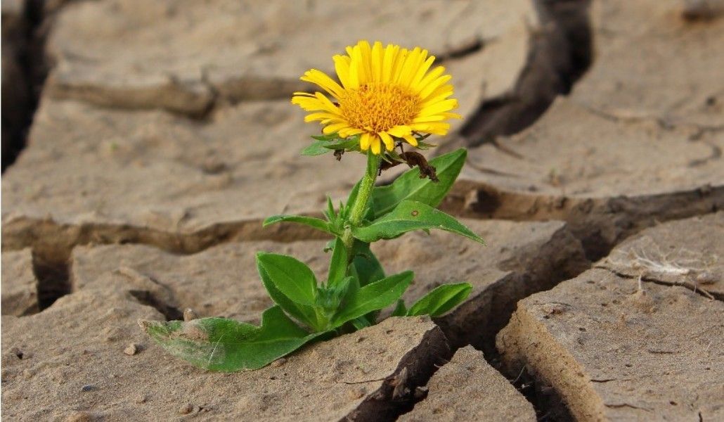 104017714_2490533884528626_6228658824649944309_n