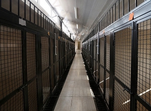 У Общинного центра по обезвреживанию бездомных животных новое здании и клиника