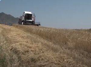 Հացահատիկի առատ բերք են ստացել, բայց կվաճառեն որպես անասնակեր