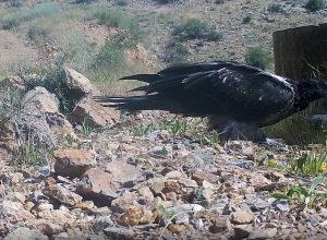 Скрытая камера зафиксировала уникальные кадры