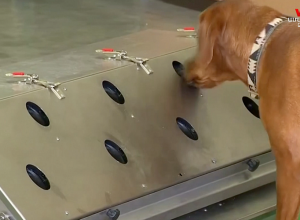 Գերմանիայի բանակային շներն` ընդդեմ կորոնավիրուսի