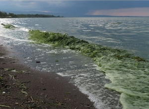 Սեւանում ջրի որակն է վատացել. Հիդրոլոգիայի և ձկնաբուծության ինստիտուտի տնօրեն 