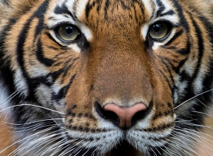 Герда и Лолита – тигры в зоопарке