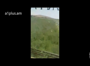 Արագիլները դուրս են եկել զբոսանքի. Արմավիր.Քարակերտ