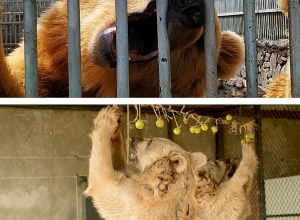 Спасенные медведи из ресторана «Аштаракское ущелье» - «герои дня»