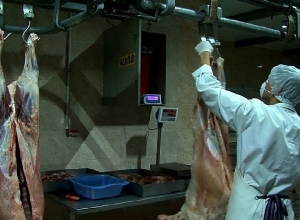 Արդեն 64 սպանդանոց է գործում