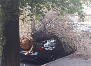 Կարճատեւ քամու պատճառով Երեւանի կենտրոնում 4 ծառ է տապալվել