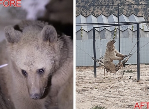 Не лишать их свободы: о «заключенных» медведях